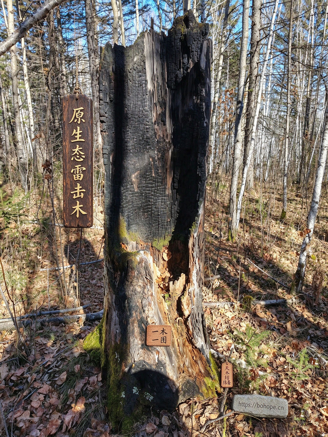 原生态雷击木定制